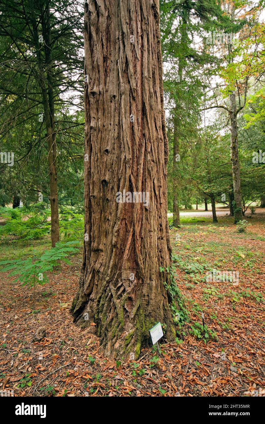 Incense cedar tree (Calocedrus decurrens or Libocedrus decurrens) in 'La Montesca' Park, Città di Castello, Upper Tiber Valley, Umbria, Italy Stock Photo
