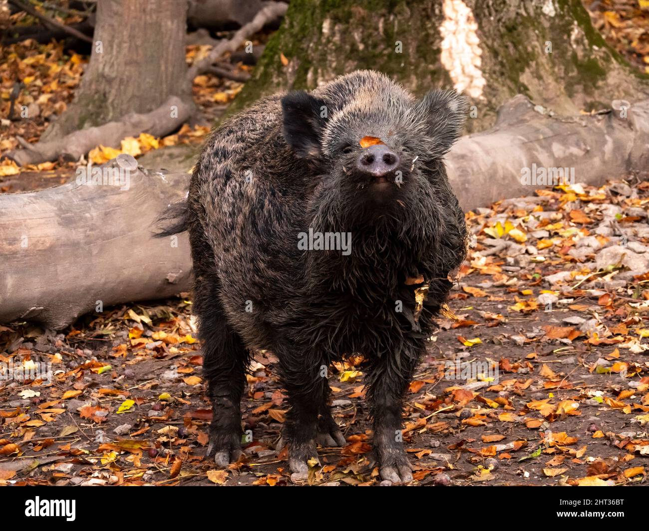 portrait of a wild boar, in autumn Stock Photo