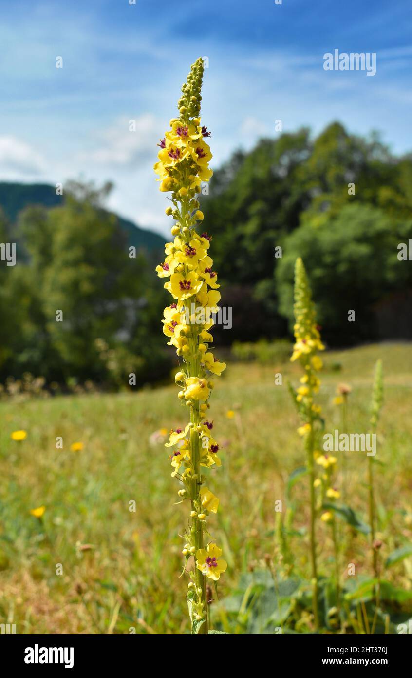 Dark Mullein (Verbascum nigrum), tall plant with yellow flowers in the meadow, medicinal herb used for bronchi. Stock Photo