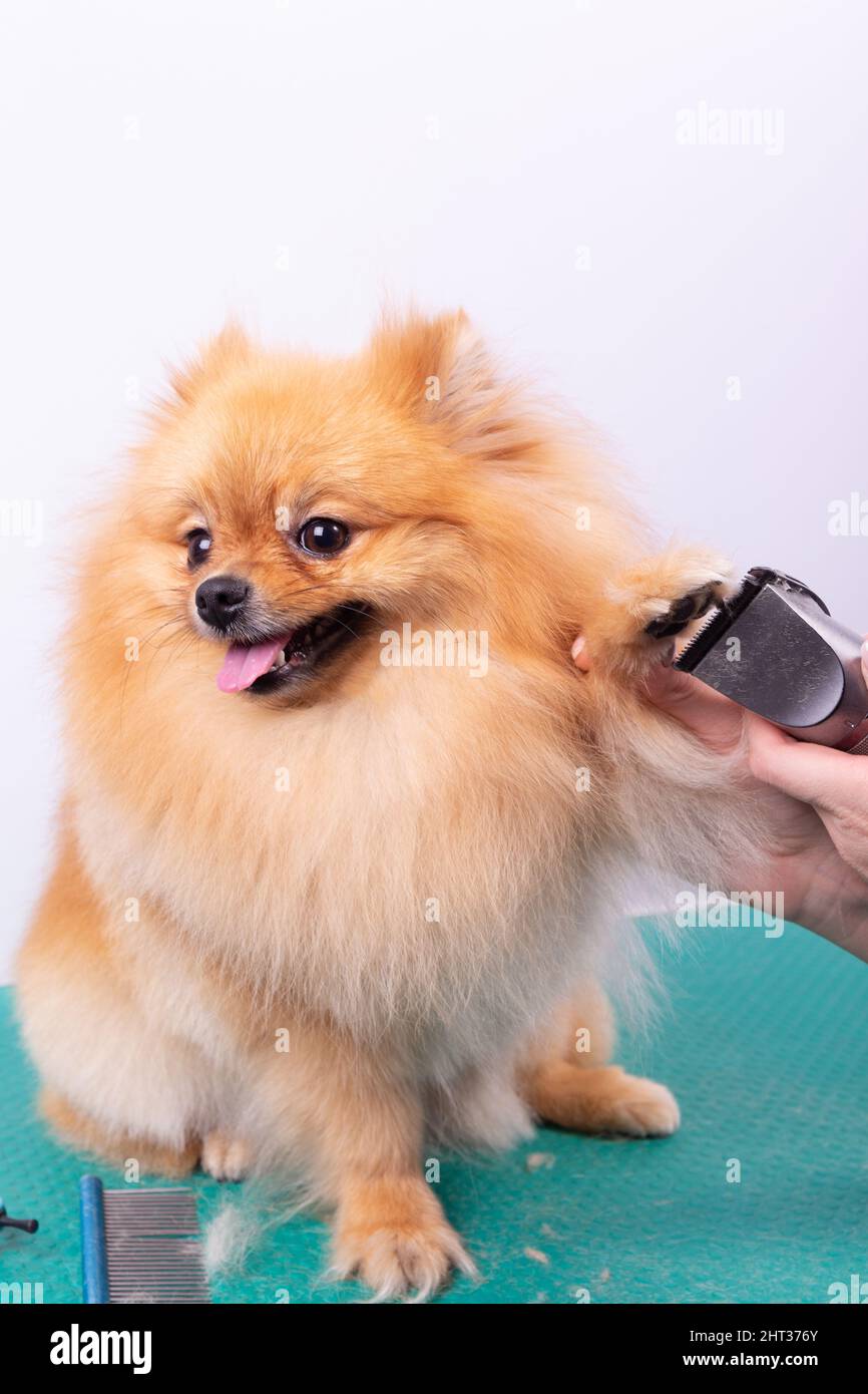 Female groomer haircut Pomeranian dog with red hair in the beauty salon for dogs. The concept of grooming and caring for dogs. Haircut dogs fur on paw Stock Photo