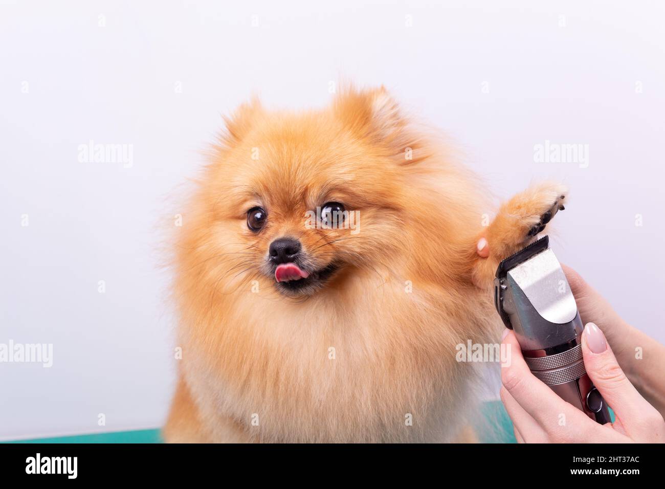 Female groomer haircut Pomeranian dog with red hair in the beauty salon for dogs. The concept of grooming and caring for dogs. Haircut dogs fur on paw Stock Photo