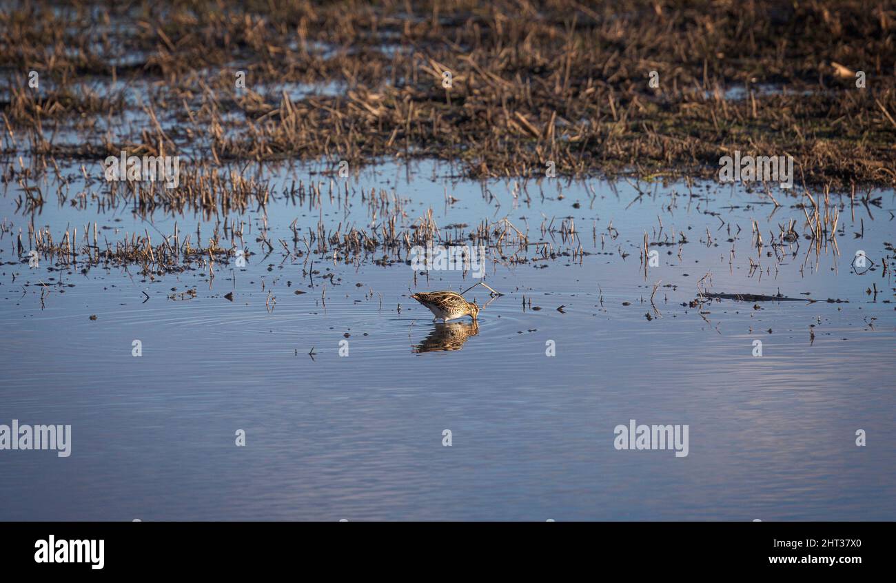 Common Snipe Spotted at Aiguamolls d'Emporda Wetland, Catalonia Stock Photo