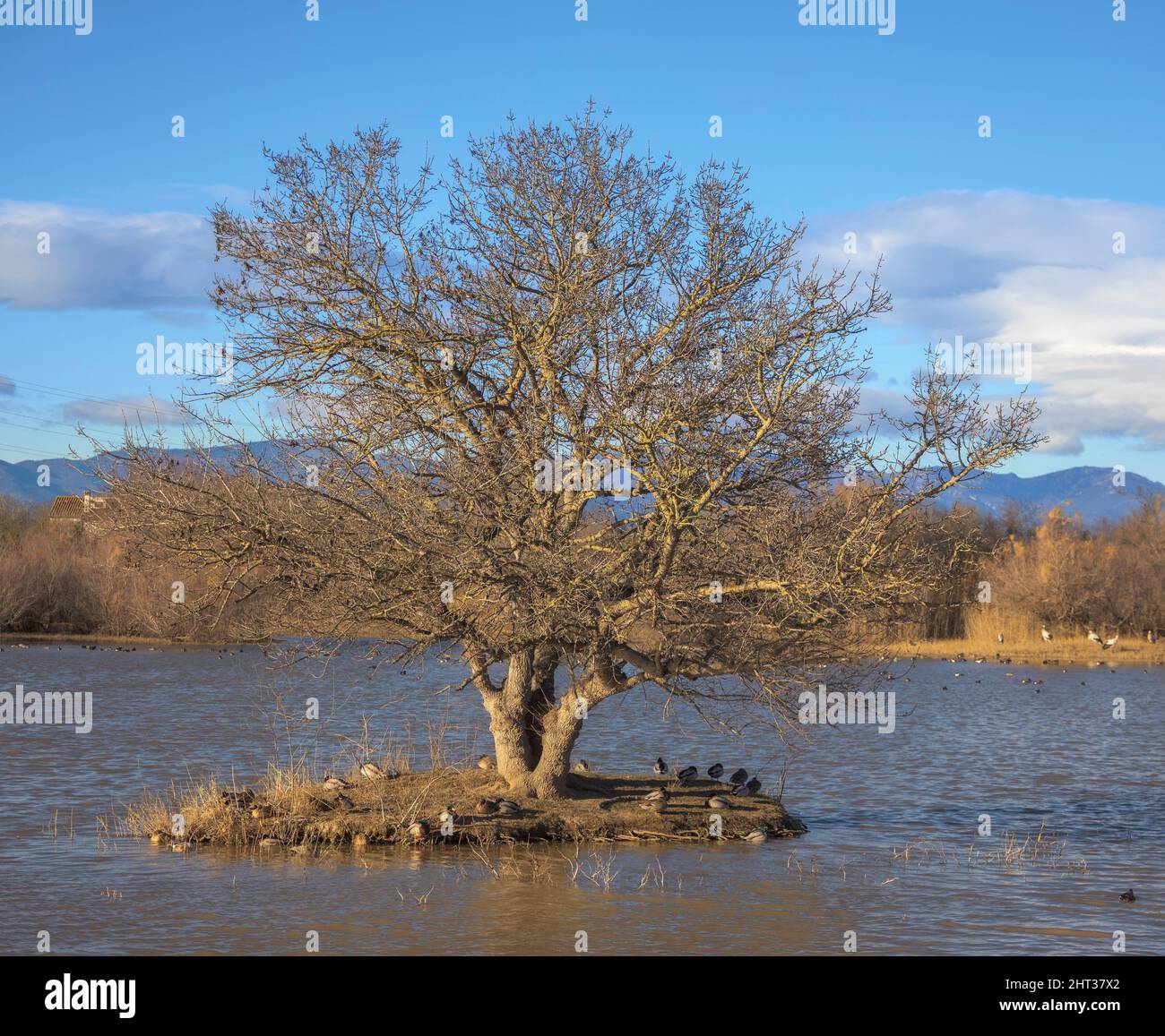 Wetland with different bird species at Aiguamolls d'Emporda, Catalonia Stock Photo