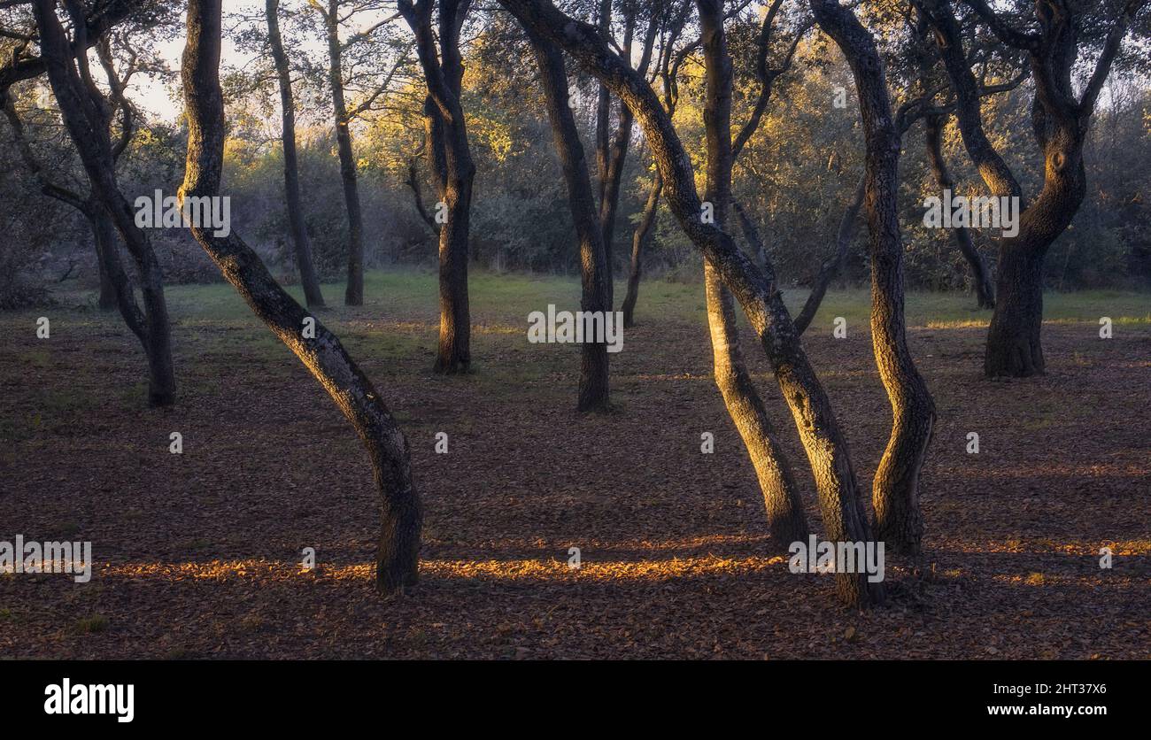 Holm Oak Forest at Sunset Stock Photo
