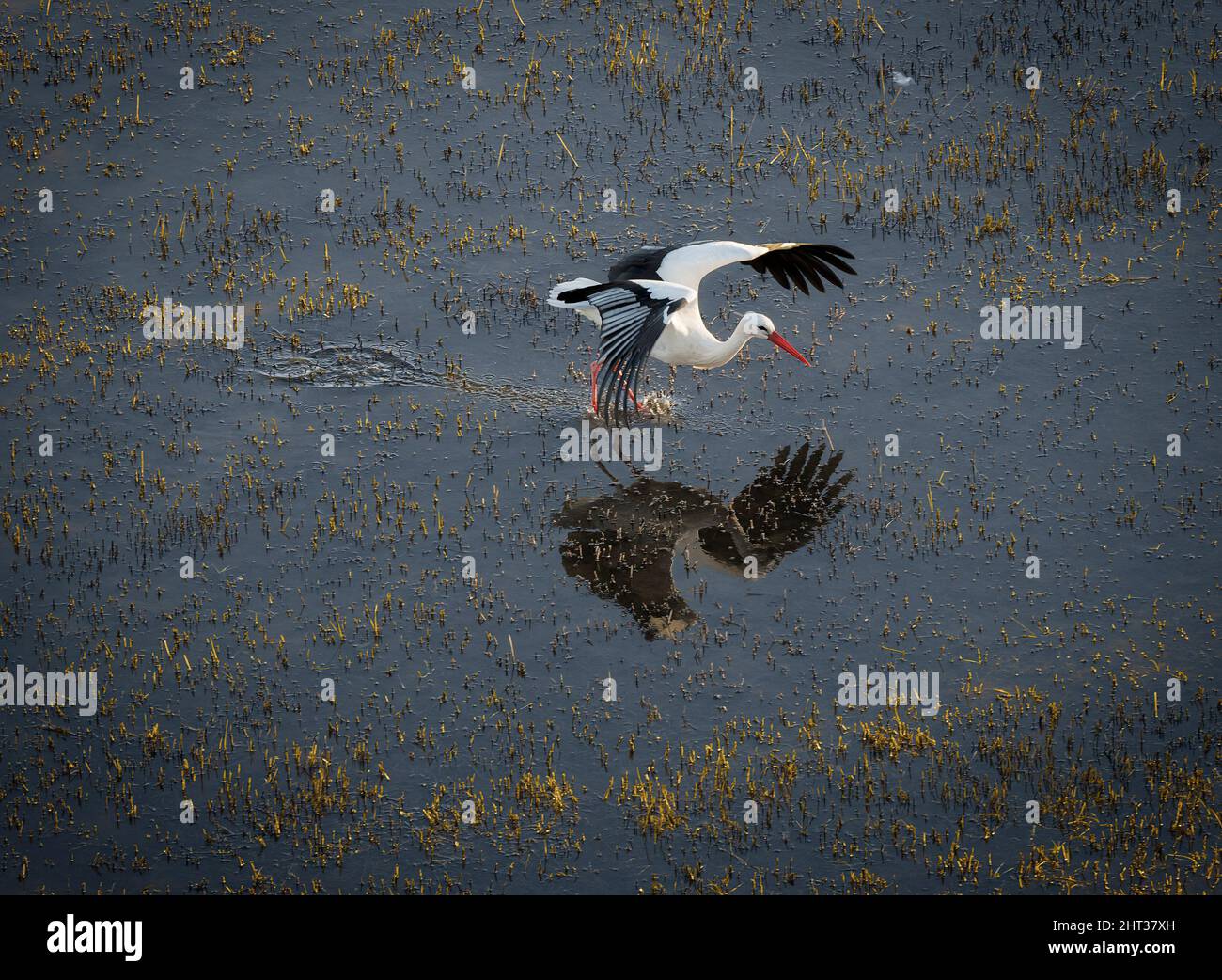 Stork starting to fly at aiguamolls d'Emporda Wetland, Catalonia Stock Photo