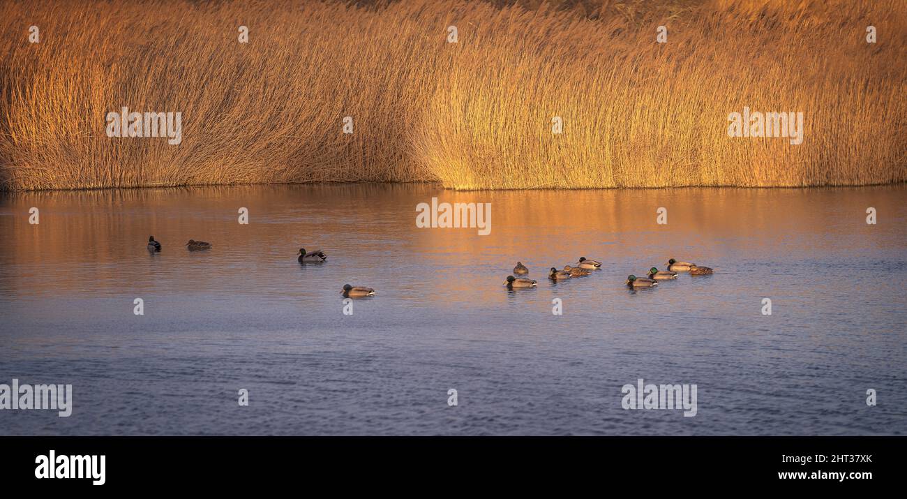 Ducks Spotted at Aiguamolls d'Emporda at Sunset, Catalonia Stock Photo