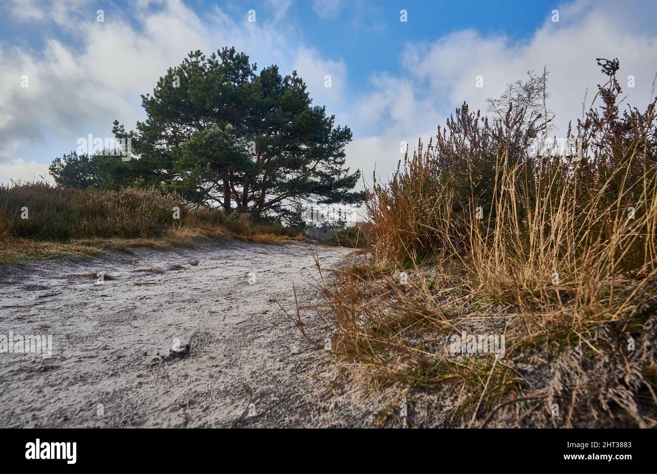 Path covered with snow in a park with trees and dried grasses in ...