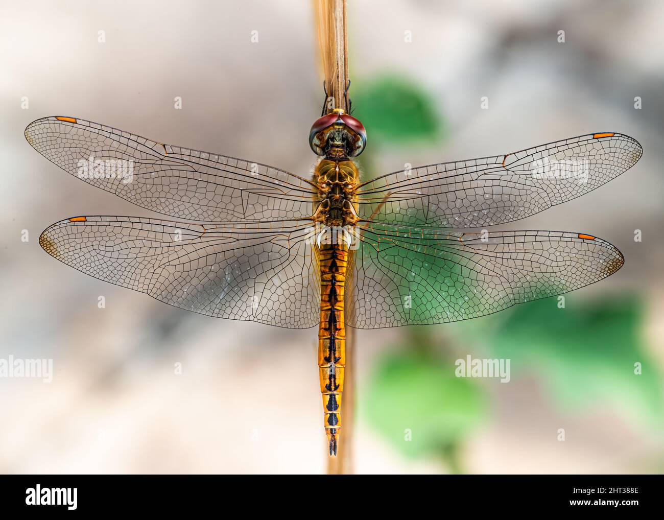 Dragon fly resting on a tree resting Stock Photo - Alamy