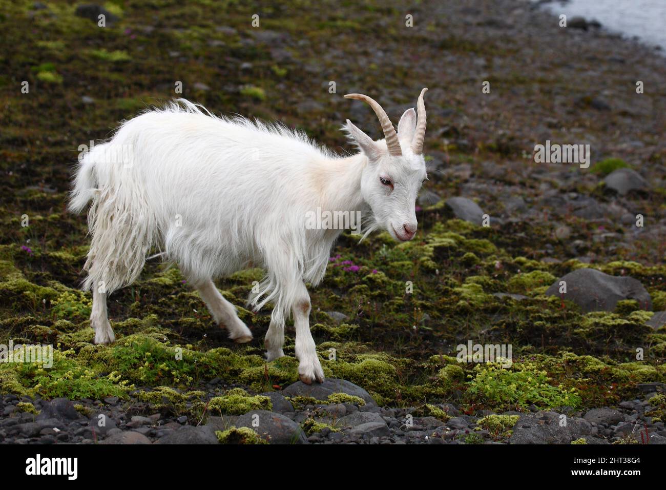 Islandziege / Icelandic goat / Capra hircus Stock Photo