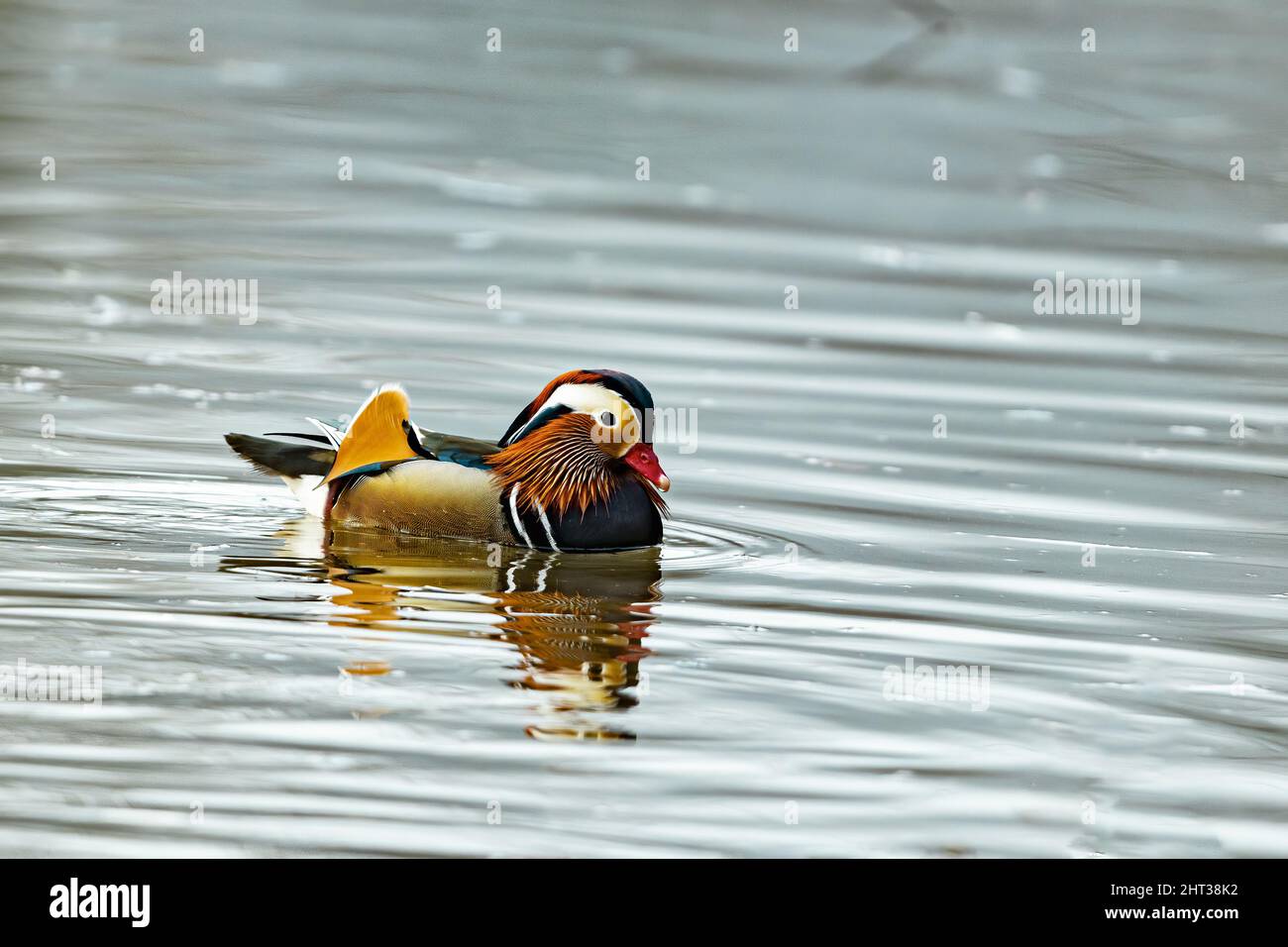 Closeup of a bird swimming in the water Stock Photo - Alamy