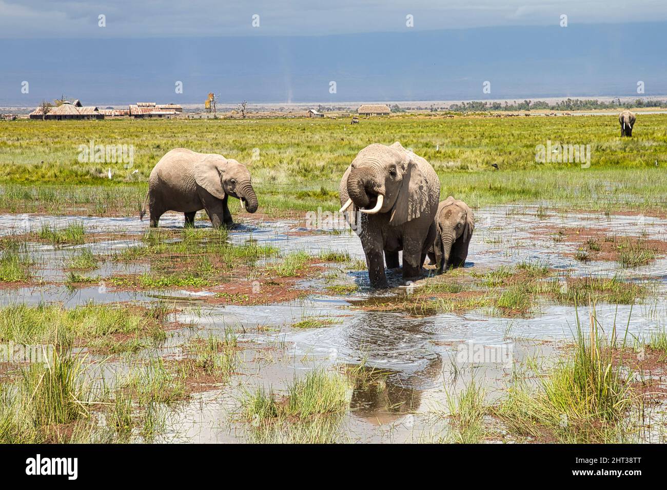 African elephants, Loxodonta africana, wander through a wetland in Amboseli National Park. Stock Photo
