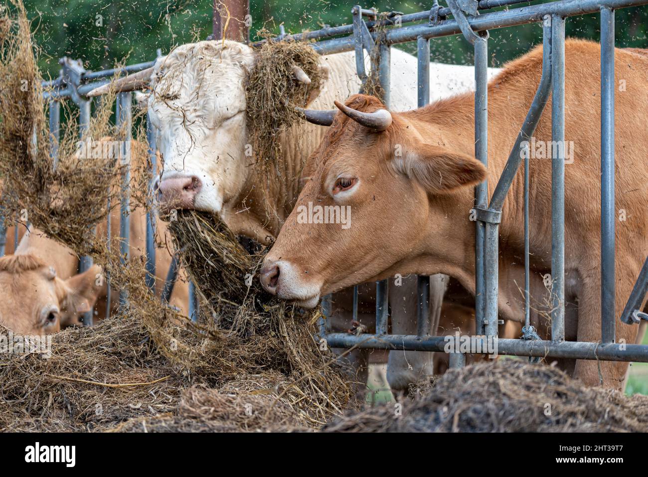 https://c8.alamy.com/comp/2HT39T7/cow-on-farm-eating-straw-2HT39T7.jpg