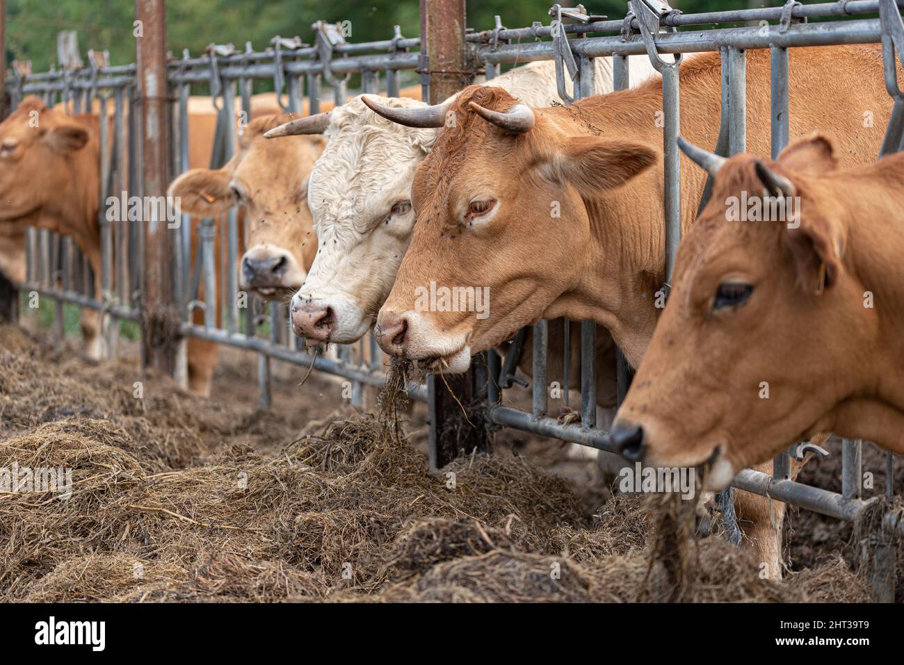 Cows eating straw on the farm in the open air Stock Photo