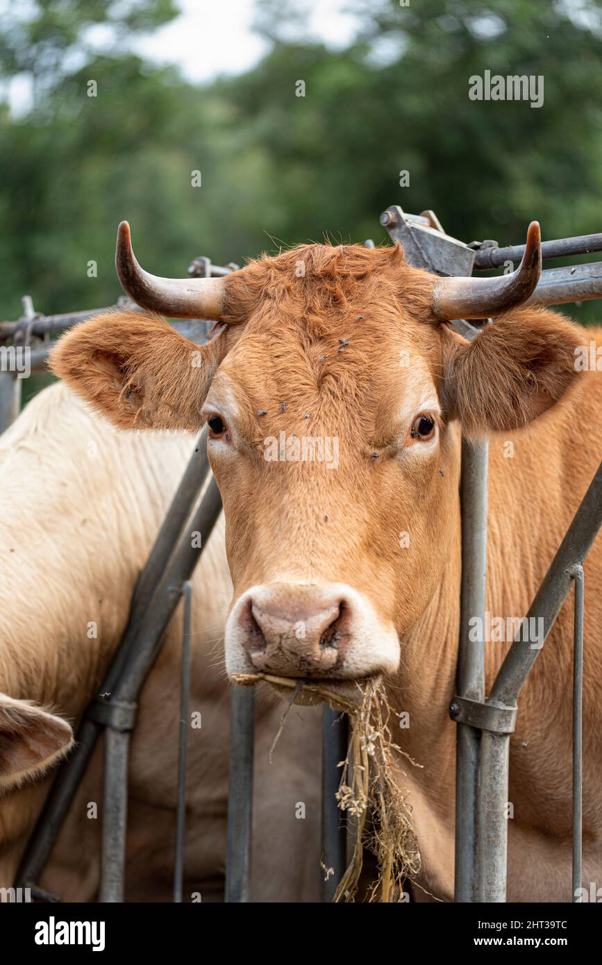 Cow on farm eating straw Stock Photo