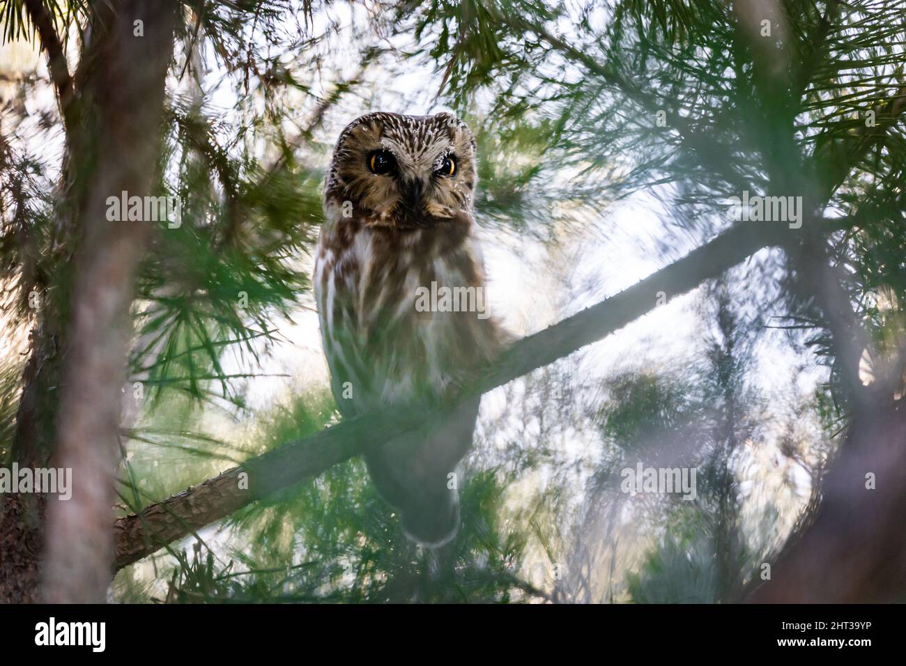 A closeup of an owl standing on a tree branch with an attentive glance Stock Photo