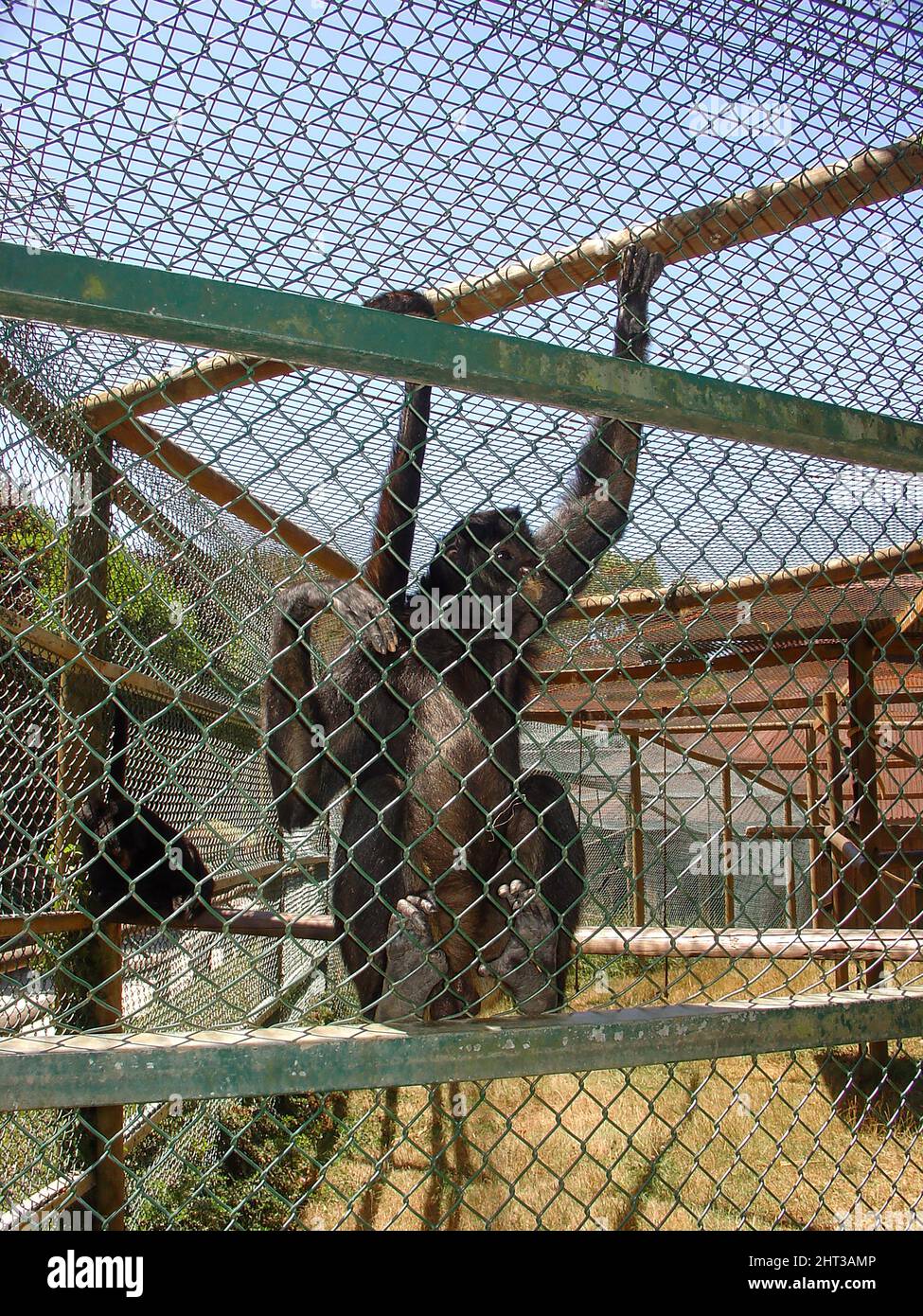 Spider monkeys are New World monkeys belonging to the genus Ateles, part of the subfamily Atelinae, family Atelidae. Stock Photo