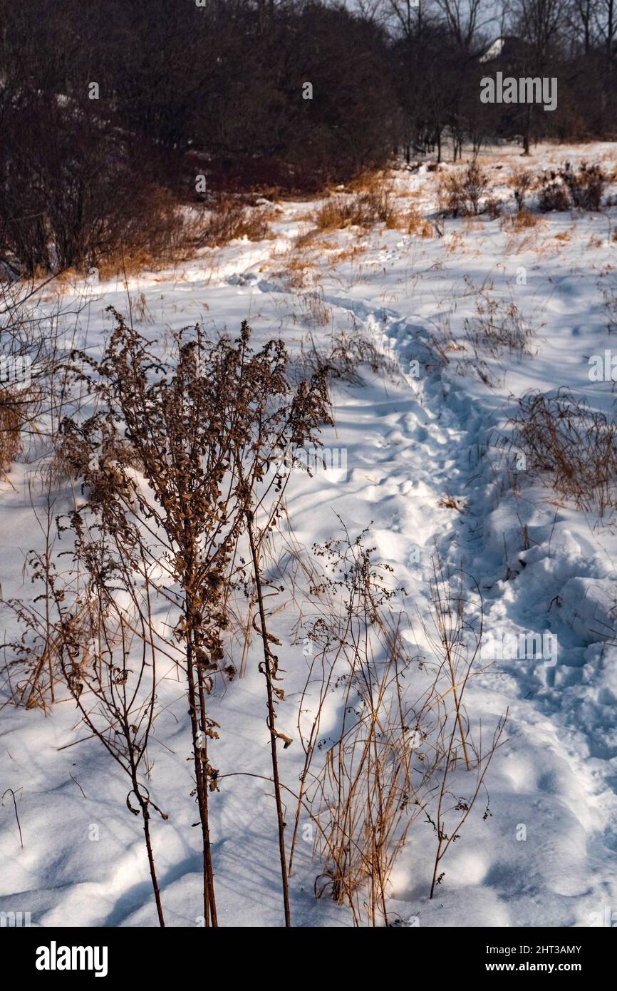 Landscape, traces of people and animals on the path around the snow-covered field Stock Photo