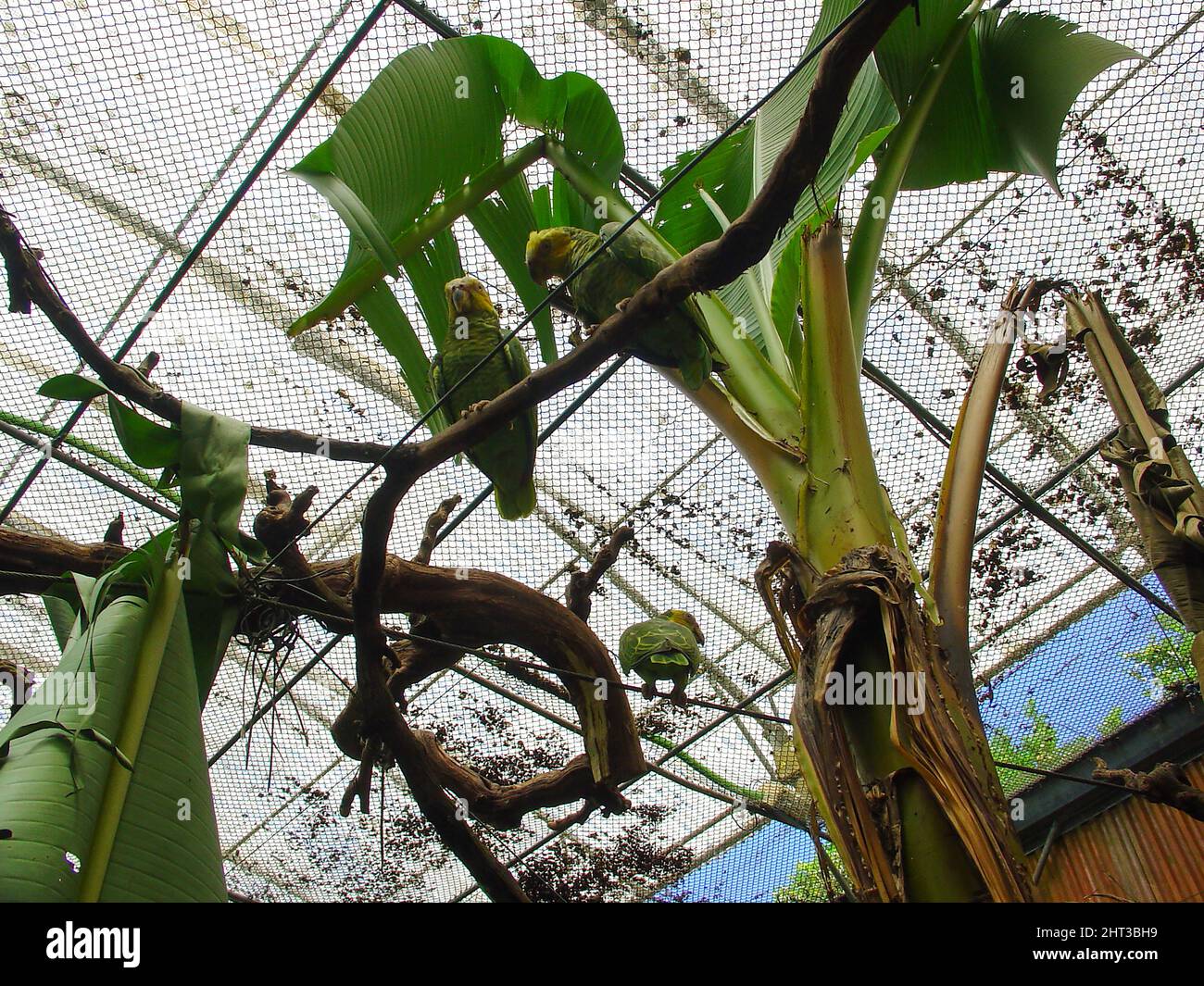 Green tropical Parrots on captivity Stock Photo