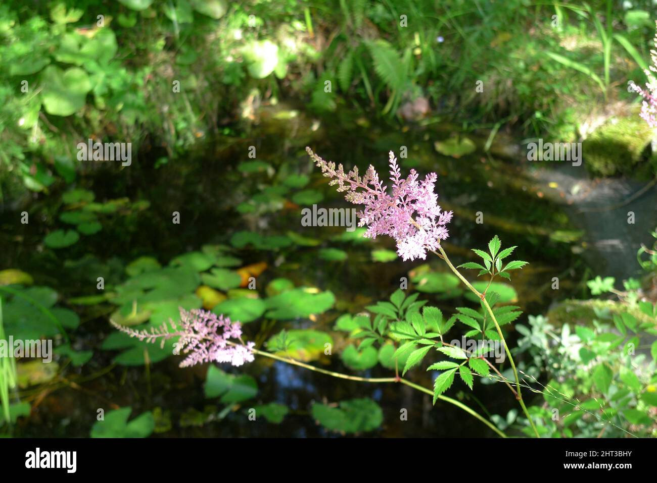 Astilbe 'Erica' by garden pond Stock Photo