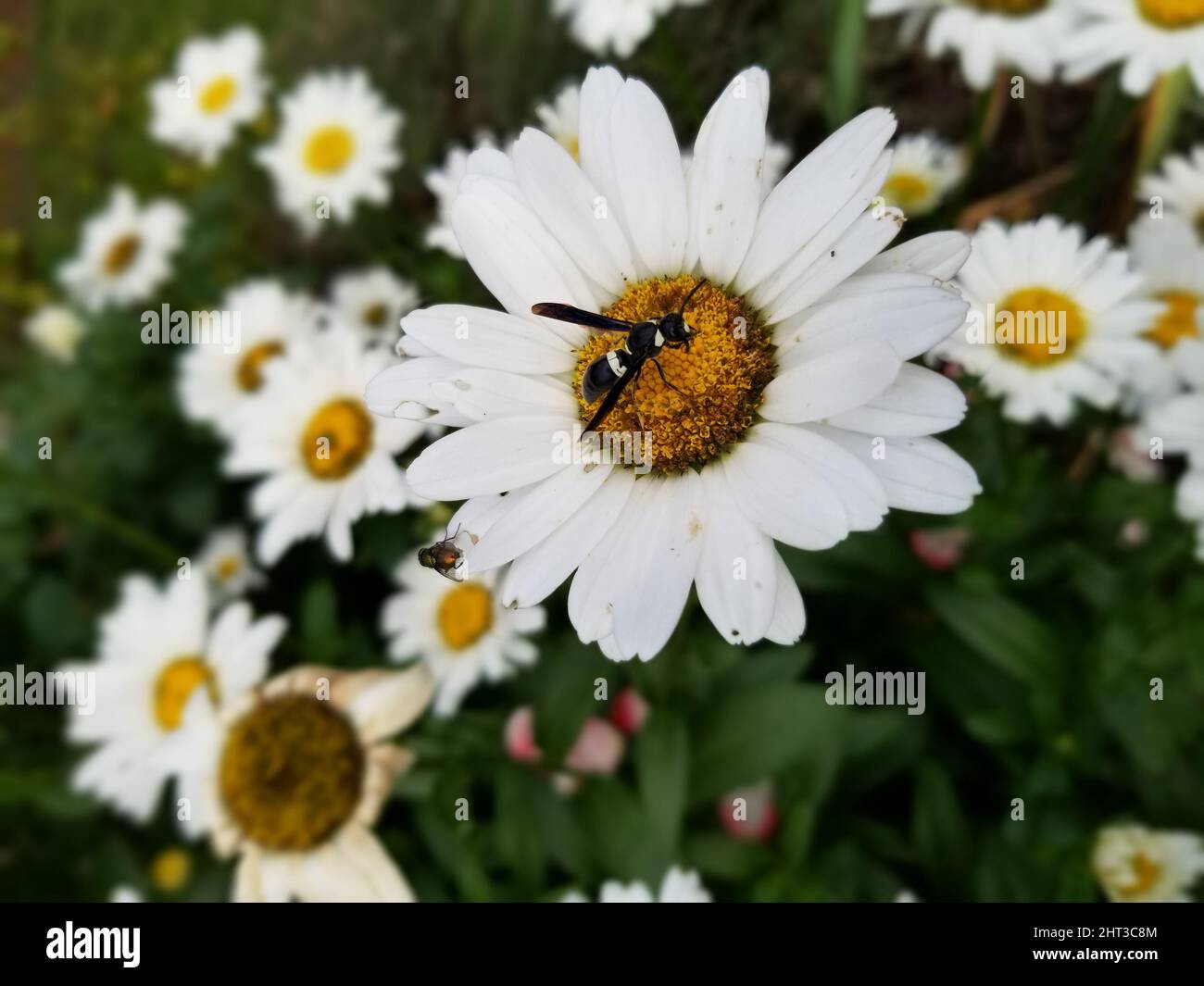 Vertical shot of chamomile flowers and an insect Stock Photo - Alamy