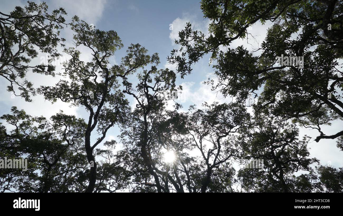 Low angle of trees with cloudy sky background Stock Photo - Alamy