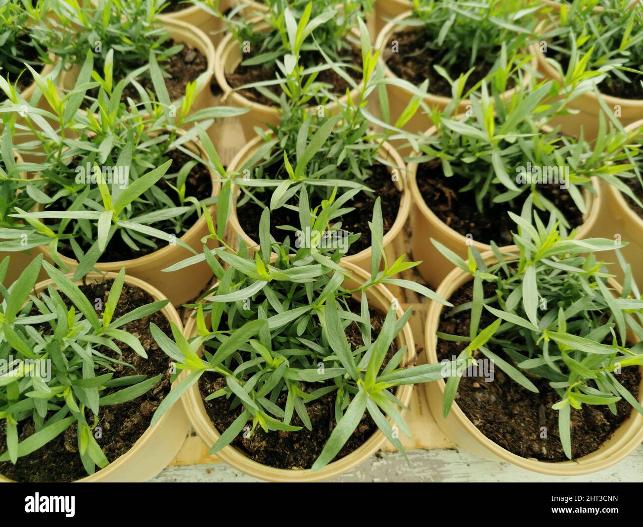 Spices and herb hi-res stock photography and images - Alamy