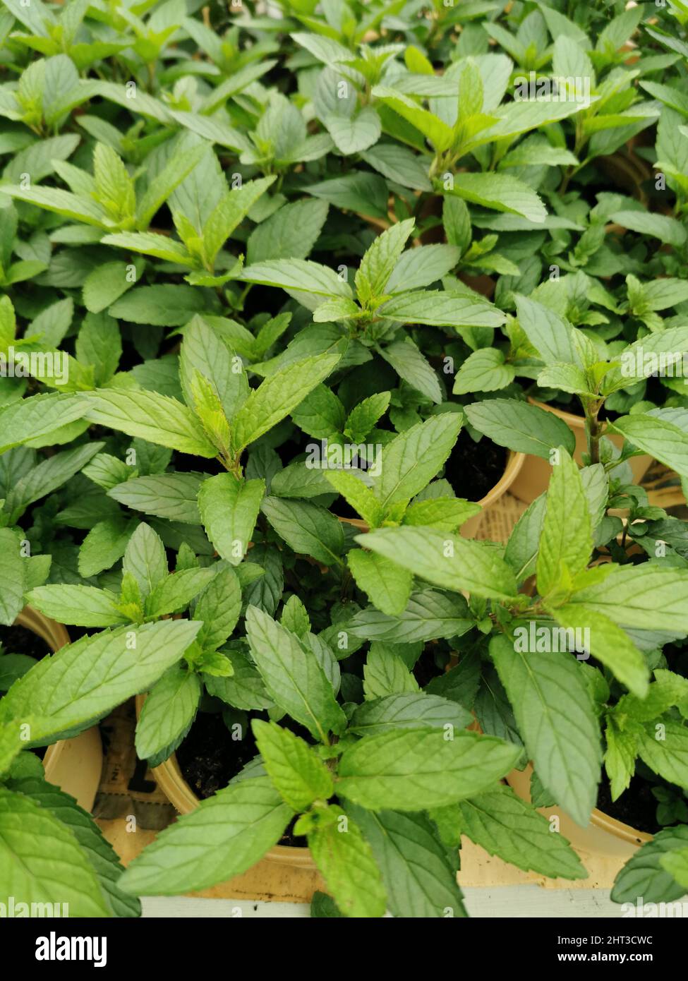 Spices and herb hi-res stock photography and images - Alamy