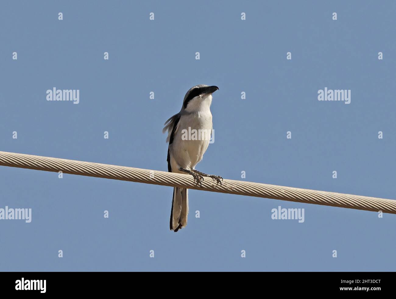 Great Grey Shrike ( Lanius excubitor) adult perched on power-line Oman                         December Stock Photo