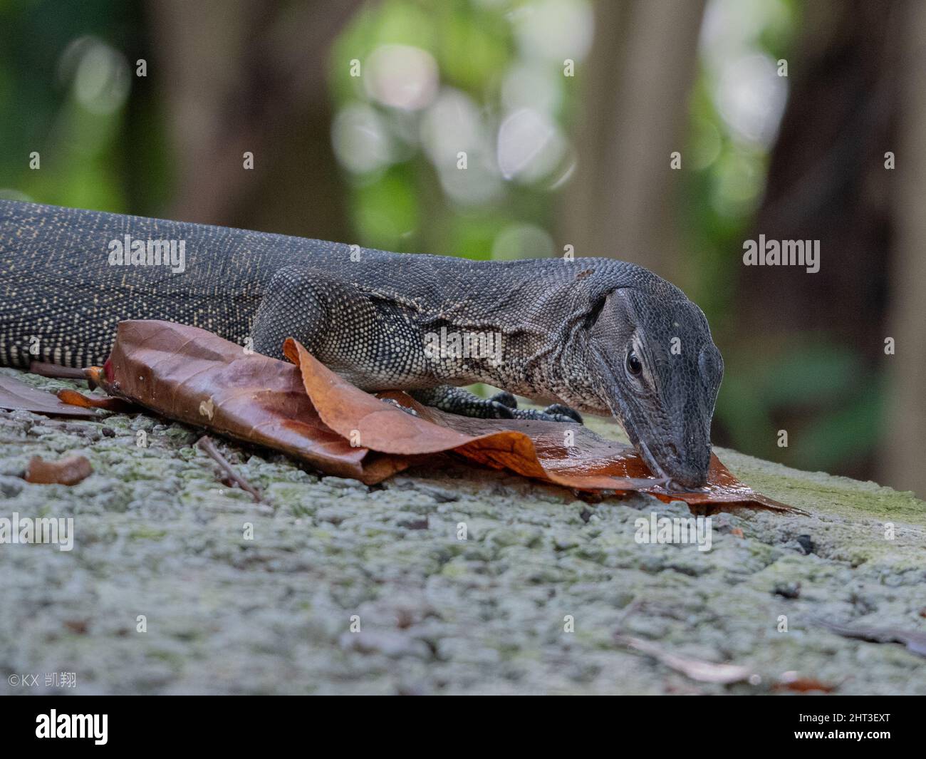 Photo of a Lizard in the wild Stock Photo