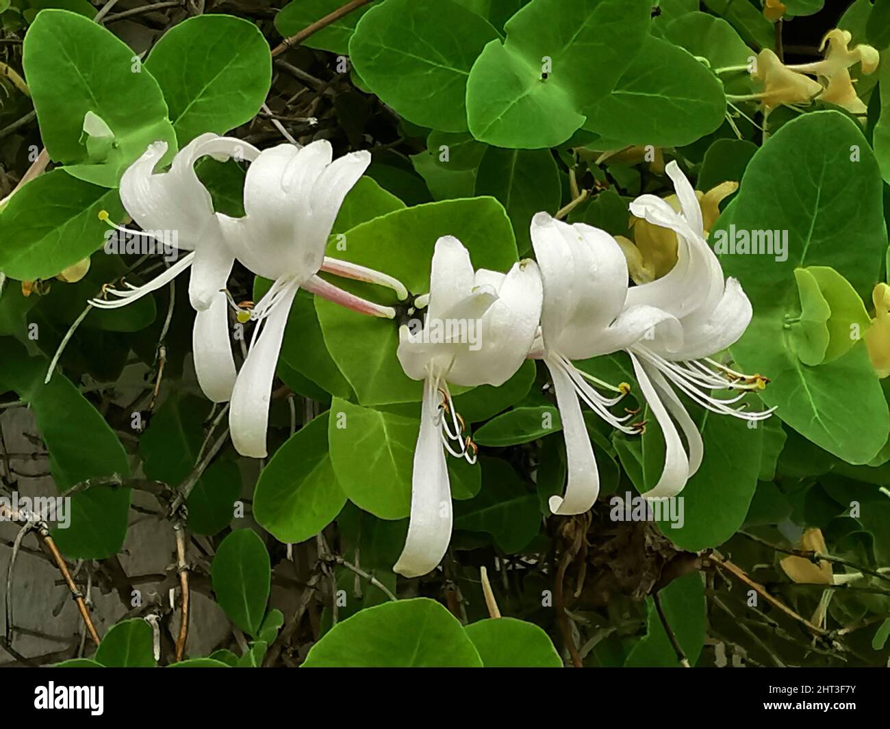Kaprifoler hi-res stock photography and images - Alamy