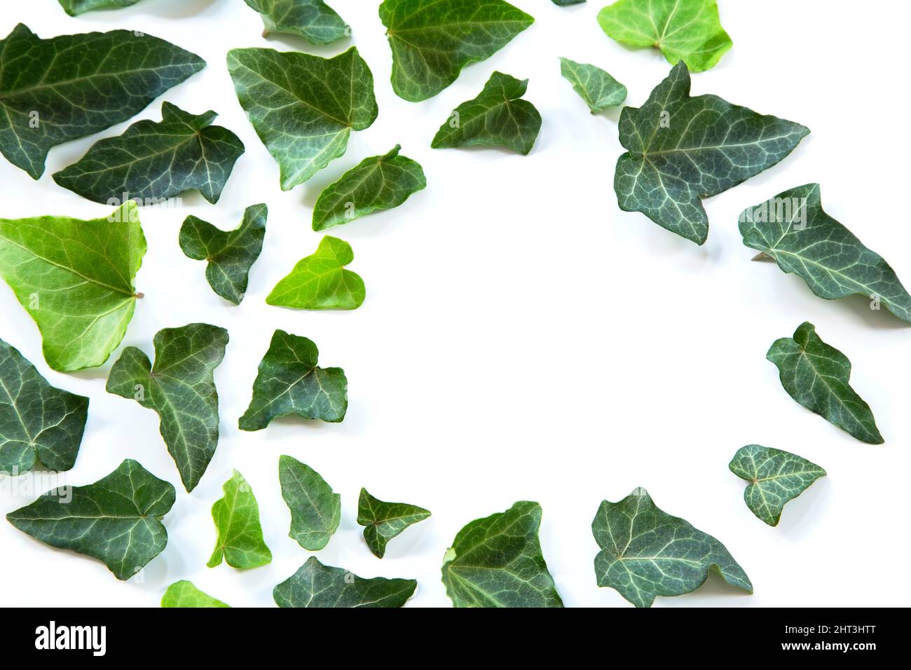 Green leaves arrangement on white background Stock Photo