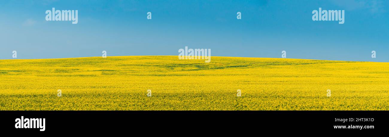 Rural Landscape With Blossom Of Canola Colza Yellow Flowers. Rapeseed, Oilseed Field Meadow. Panorama. Stock Photo