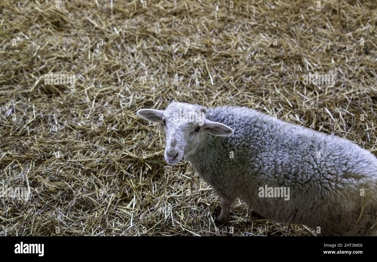 Flock of sheep in field, farm and domestic animals Stock Photo