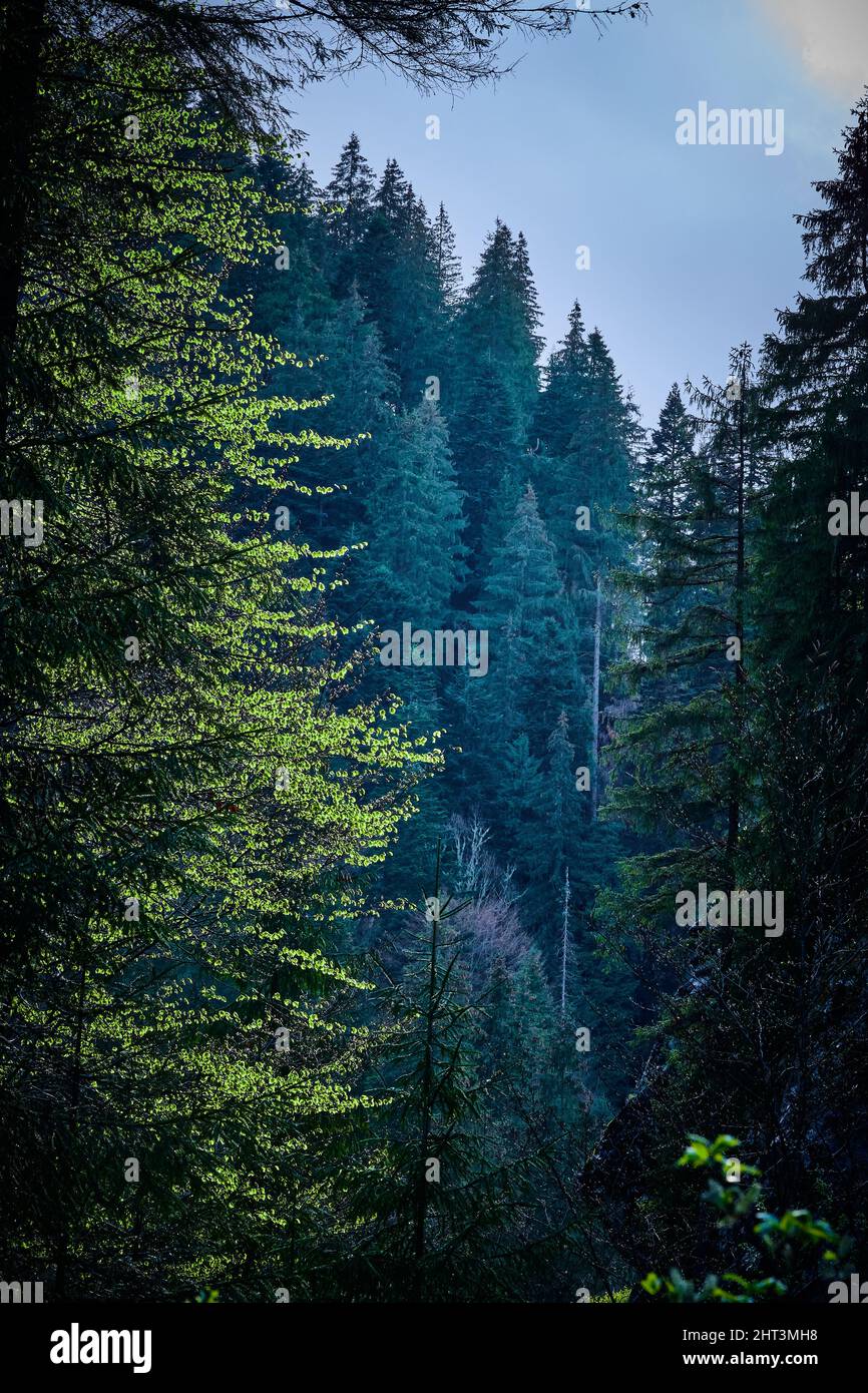 Vertical shot mountain pine hi-res stock photography and images - Alamy