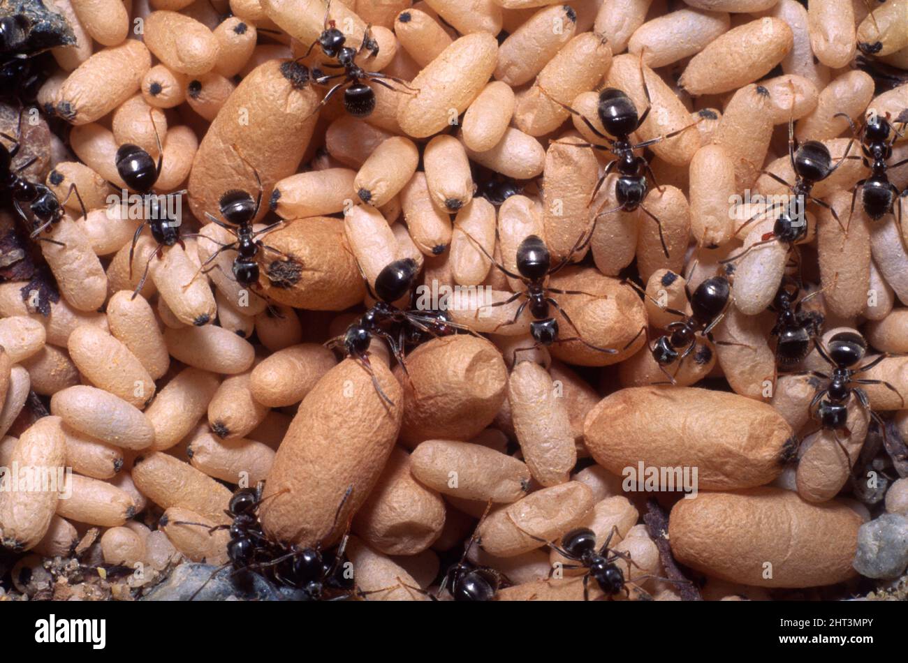 What do ants eggs look like online