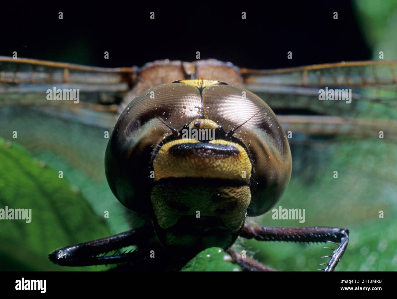 Dragonfly head hi-res stock photography and images - Alamy