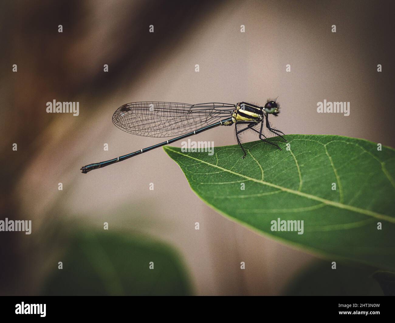 Close-up shot of a dragonfly on a green leaf on a blurred background in ...