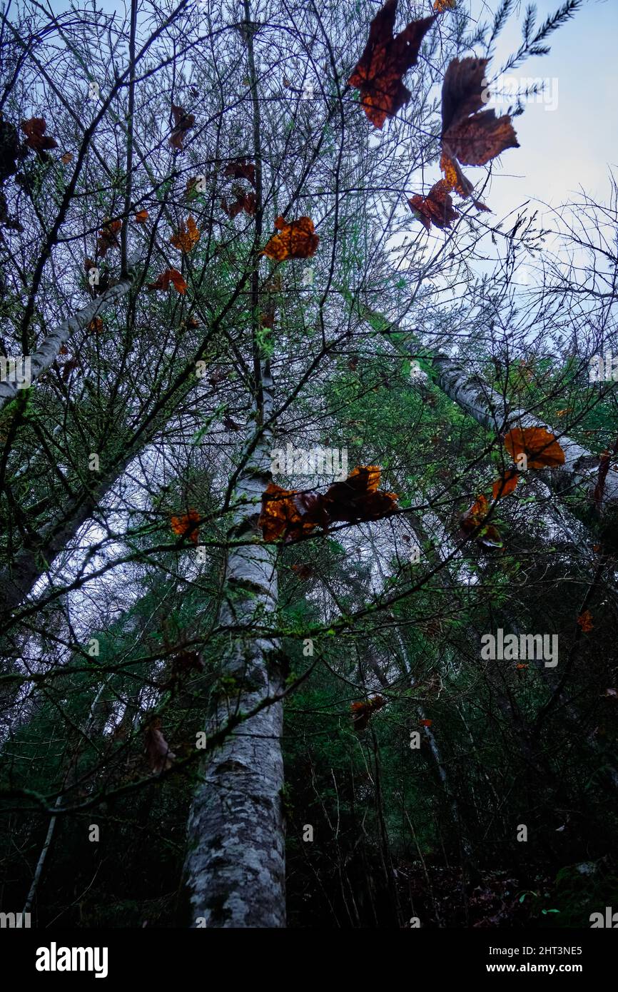 Low angle shot of tall trees in the forest on a gloomy day Stock Photo ...