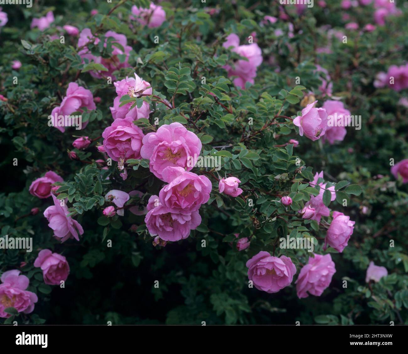 Pink Pimpinella rose Stock Photo