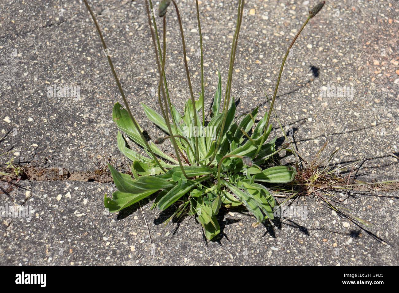 Weeds in cracks of concrete hi-res stock photography and images - Alamy
