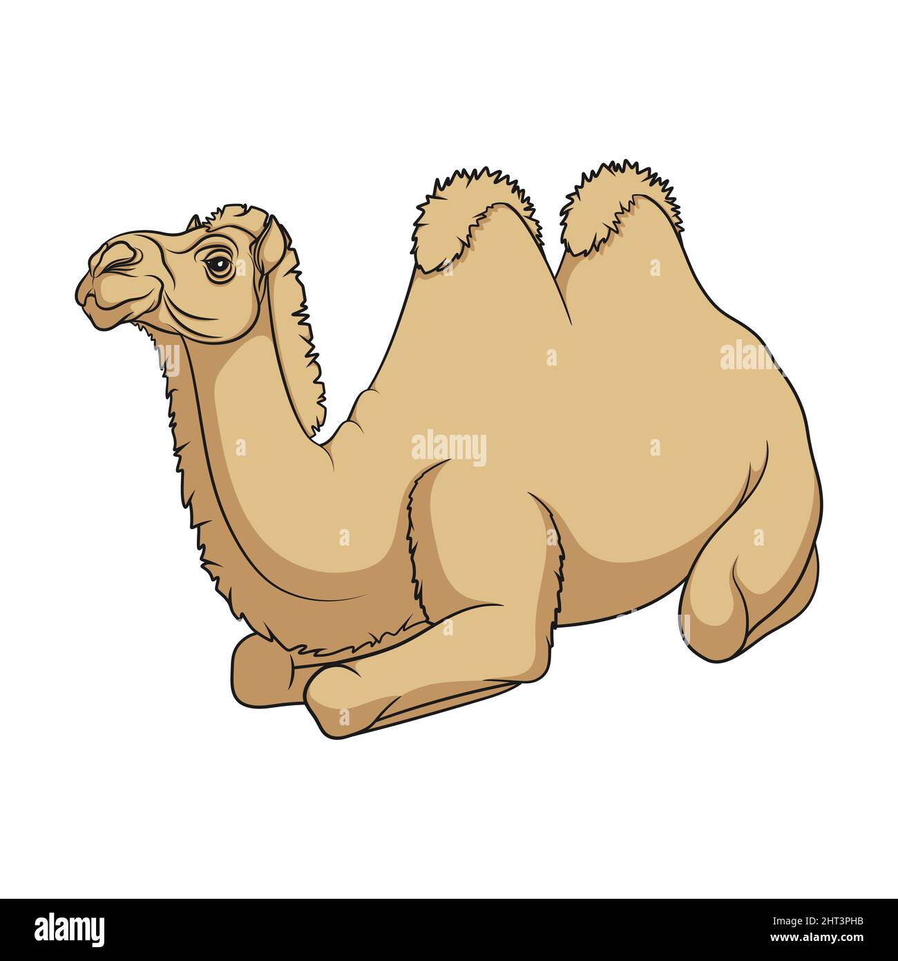 Color illustration with a bactrian camel. Isolated vector object on a white background. Stock Vector