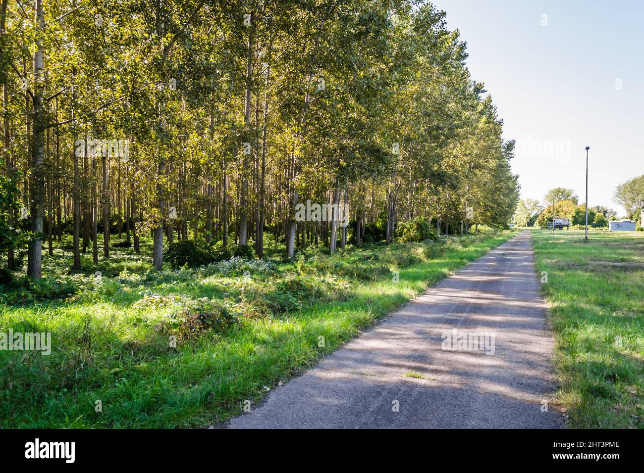 The road next to the Young Green Forest of Topola trees, illuminated by the summer morning sun. Stock Photo