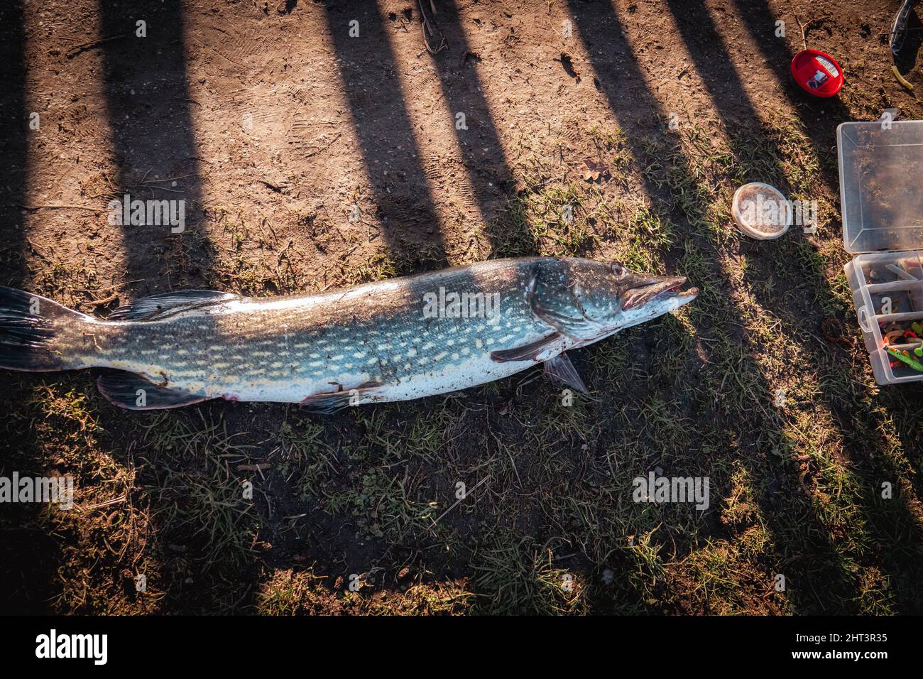 Wild striped bass hi-res stock photography and images - Page 2 - Alamy