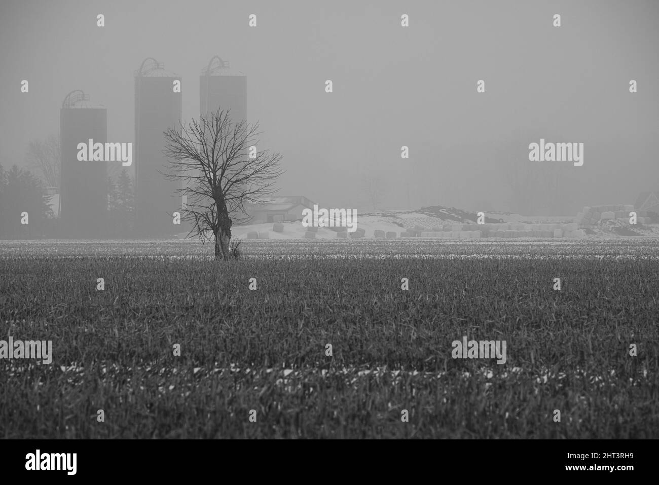 Grayscale shot of a leafless tree growing on field in foggy weather ...
