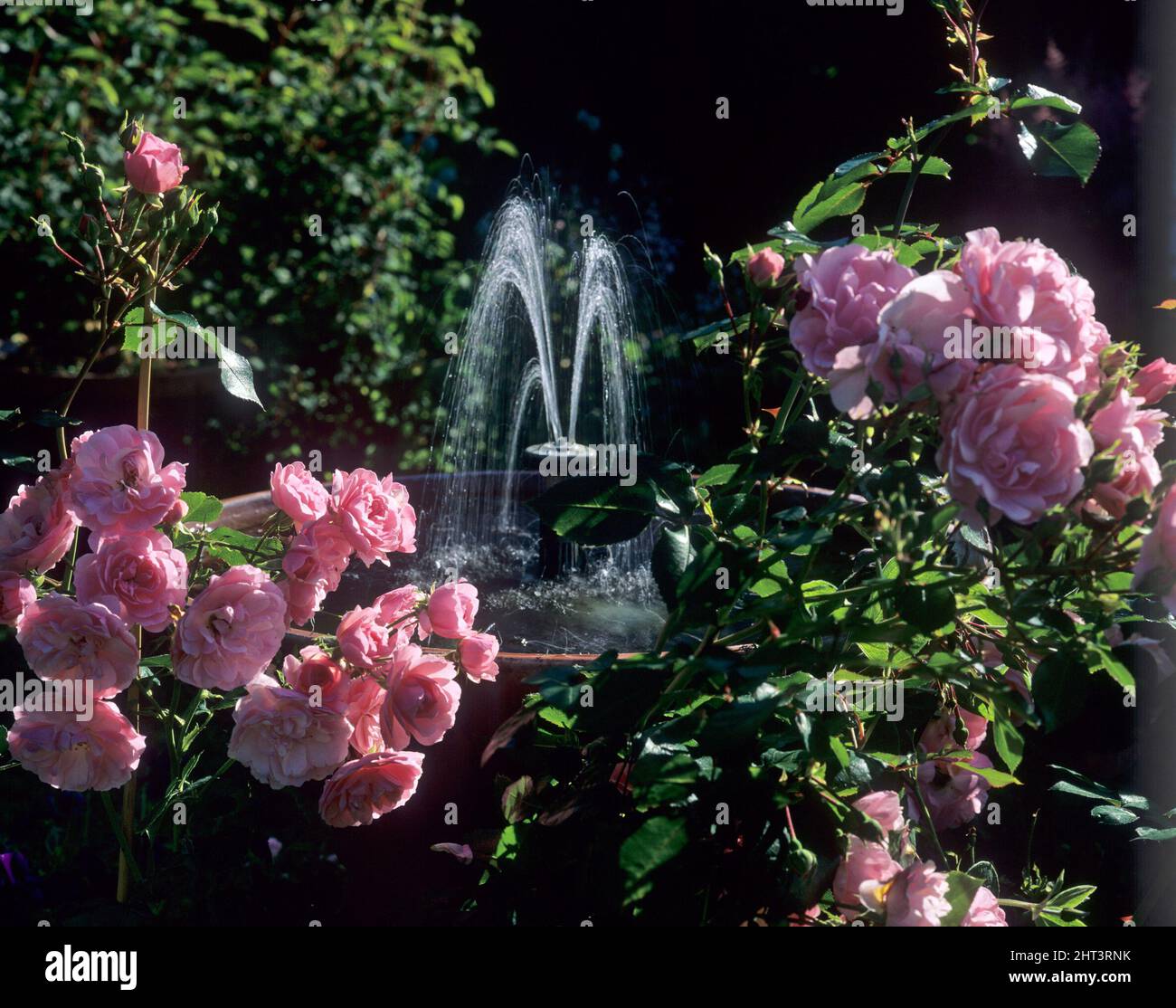 Mini fountain surrounded by rose 'Bonica' Stock Photo