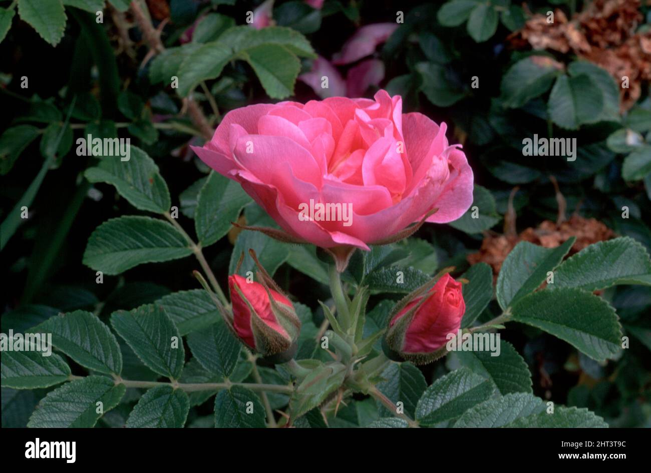 Canadian rose 'David Thompson' Stock Photo