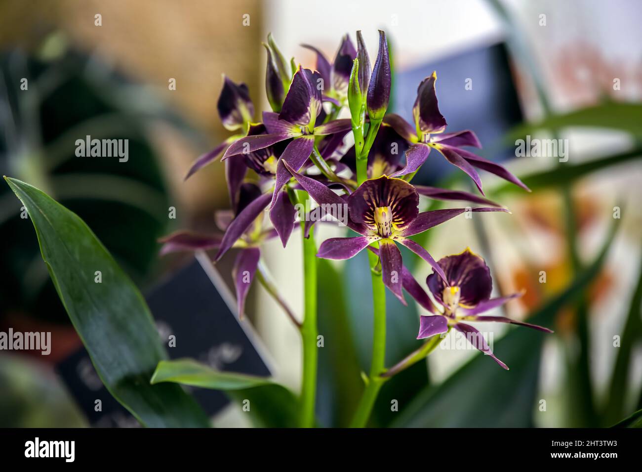 Dark purple and yellow flowers of the orchid encyclia black comet Stock Photo