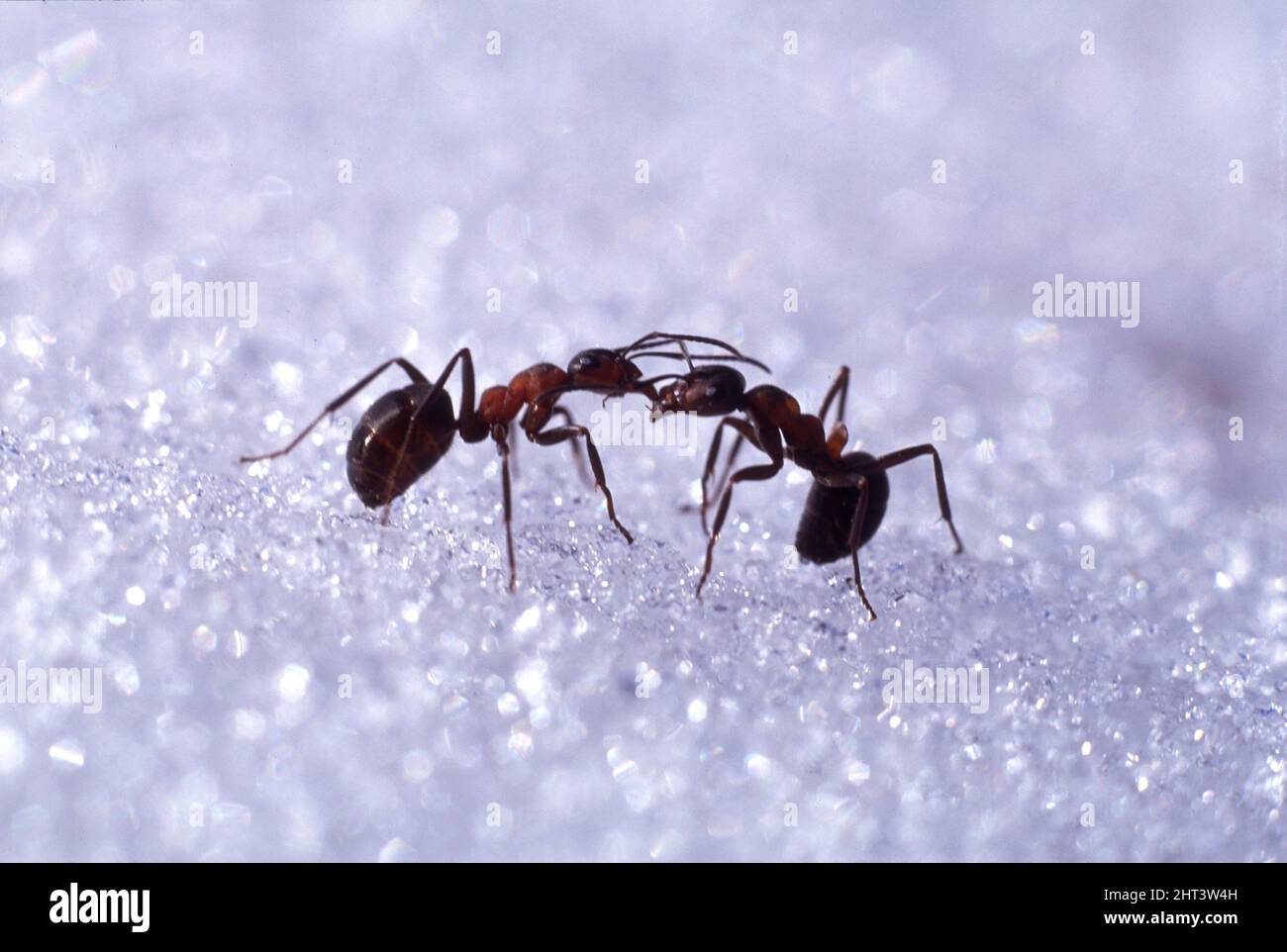 Myror på snö Stock Photo