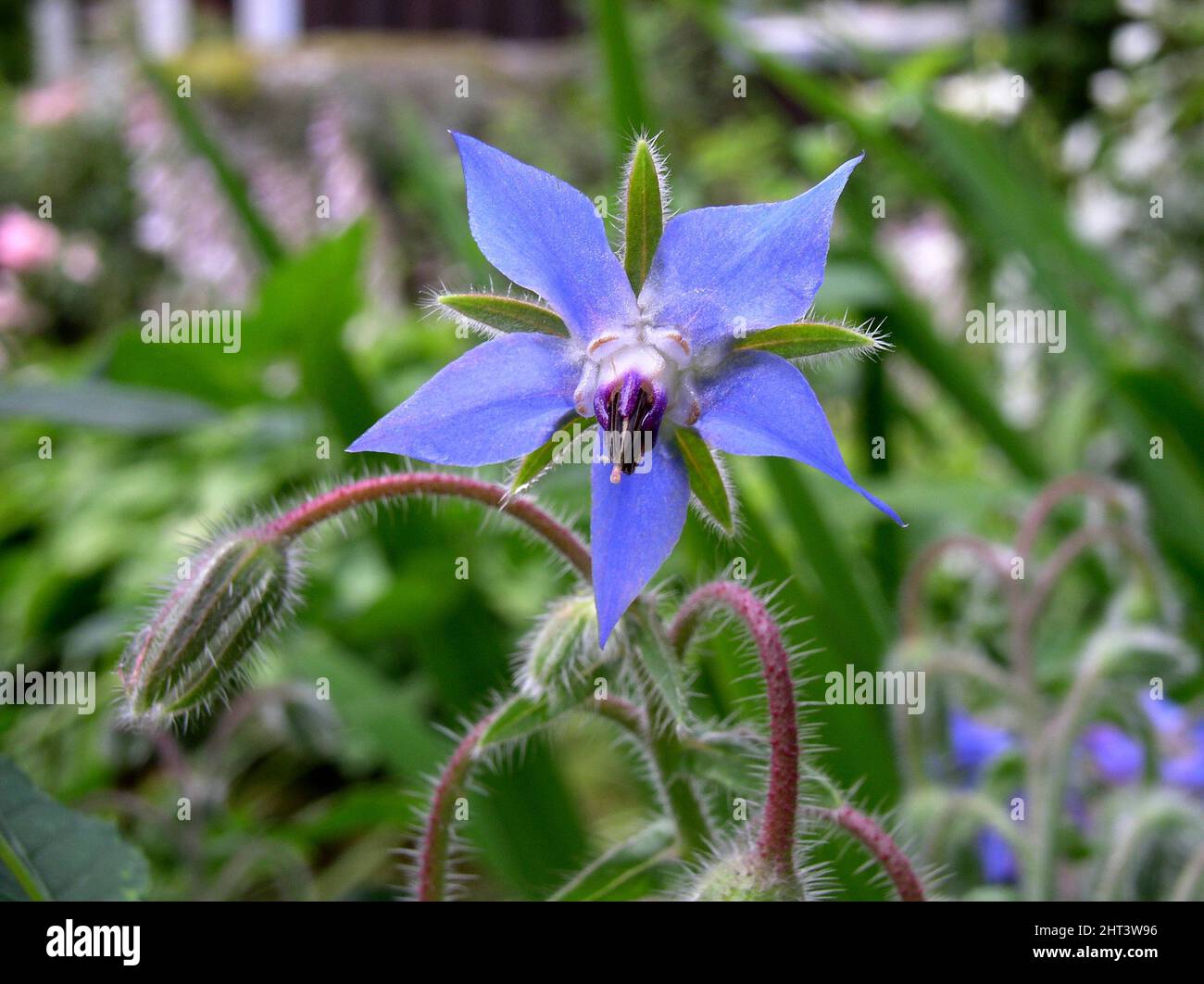 Borago plants hi-res stock photography and images - Alamy