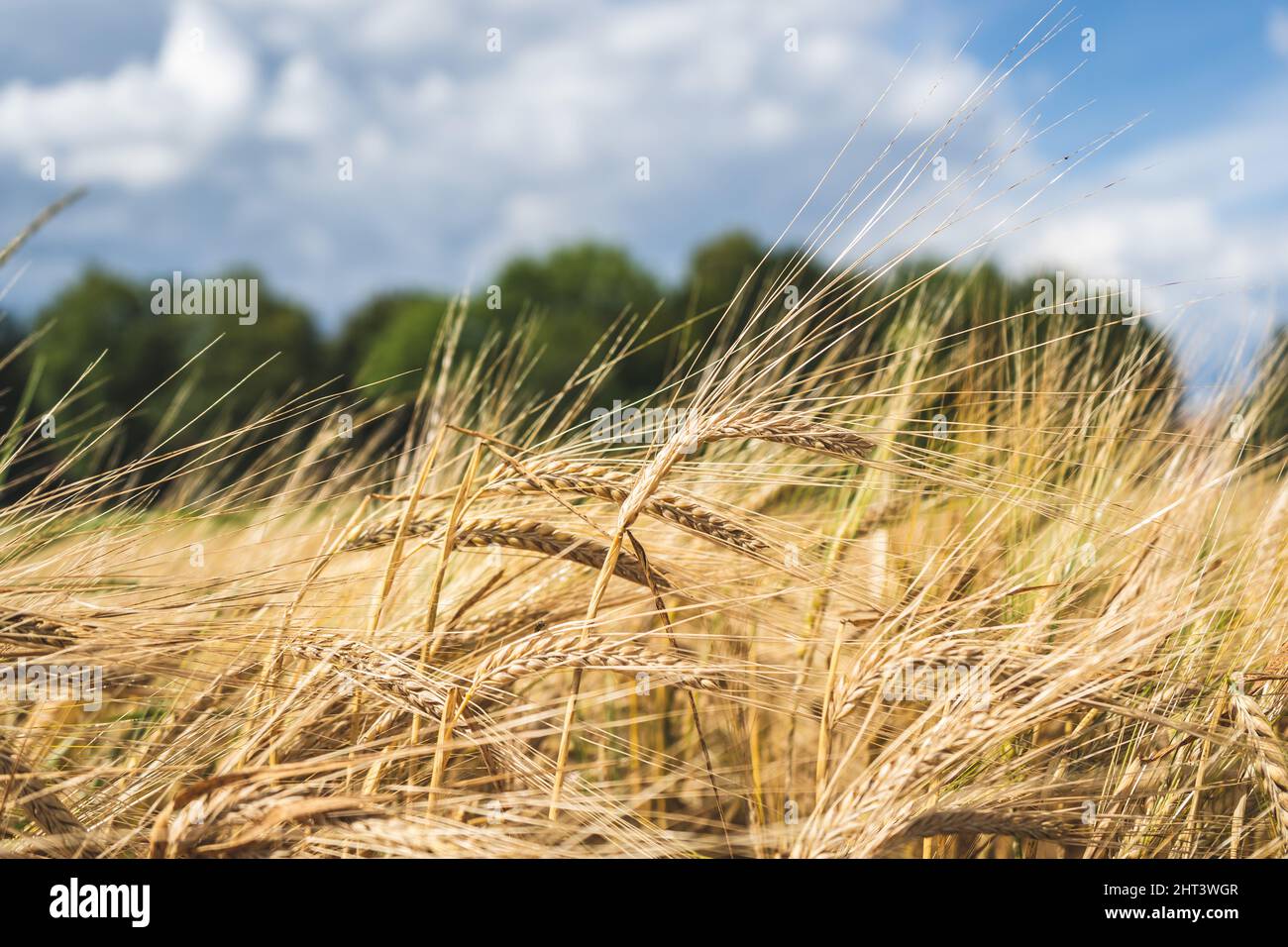Green Tree Chain Selective focus of a golden wheat field against the blurry background ...